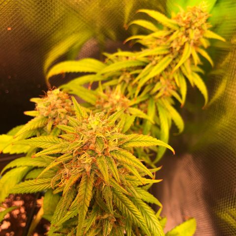 Shining Silver Haze growlog timeline photo