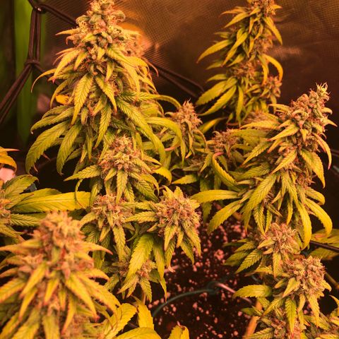 Shining Silver Haze growlog timeline photo