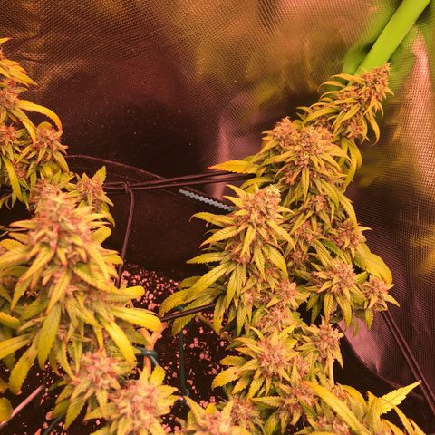 Shining Silver Haze growlog timeline photo