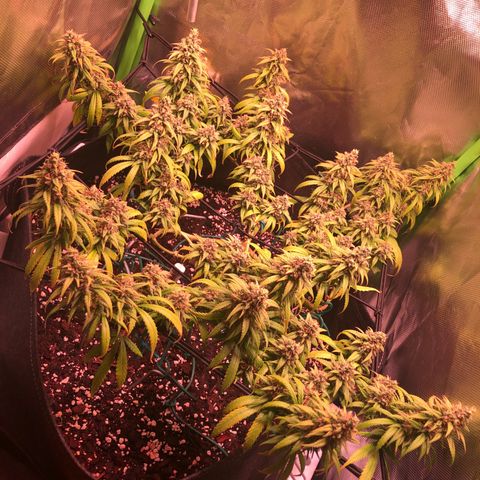 Shining Silver Haze growlog timeline photo
