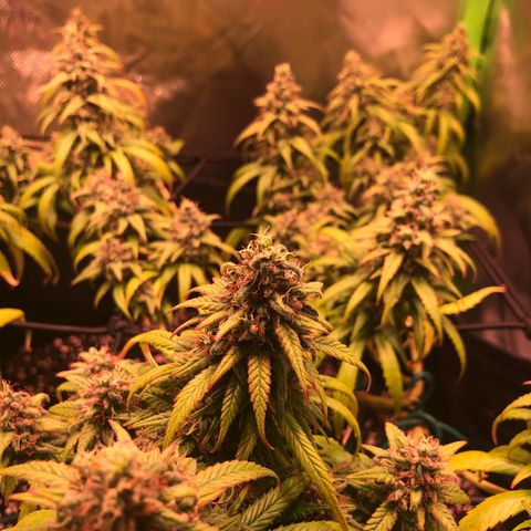 Shining Silver Haze growlog timeline photo