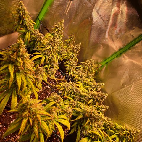 Shining Silver Haze growlog photo: spotting first ember trichomes