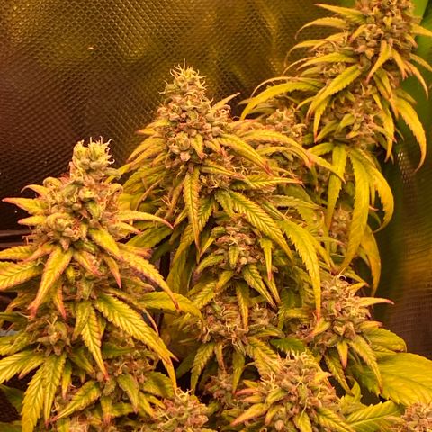 Shining Silver Haze growlog photo: spotting first ember trichomes
