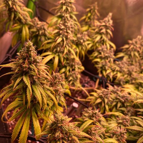 Shining Silver Haze growlog photo: spotting first ember trichomes
