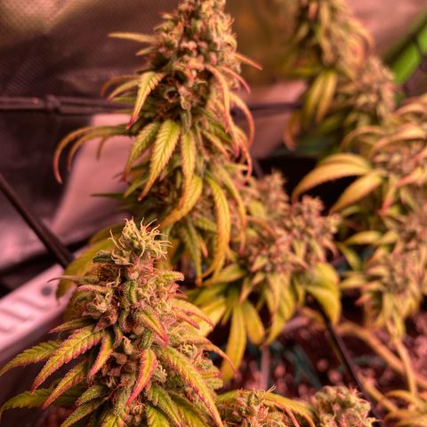 Shining Silver Haze growlog timeline photo