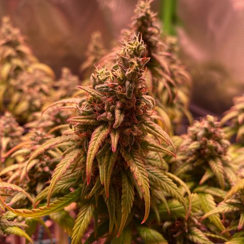 Shining Silver Haze growlog timeline photo