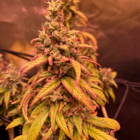 Shining Silver Haze growlog timeline photo