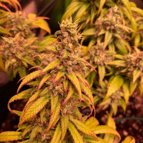 Shining Silver Haze growlog timeline photo