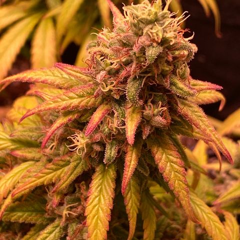 Shining Silver Haze growlog timeline photo