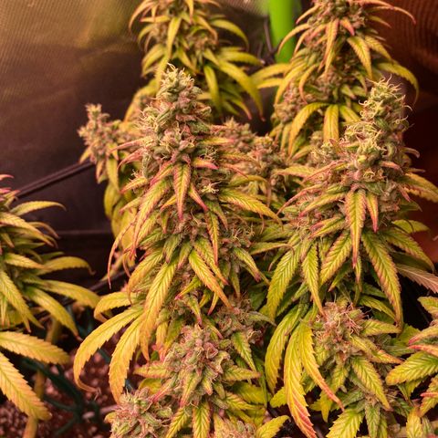Shining Silver Haze growlog timeline photo