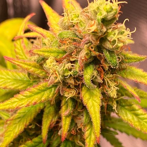 Shining Silver Haze growlog timeline photo