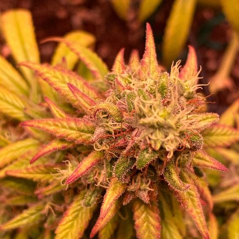 Shining Silver Haze growlog timeline photo
