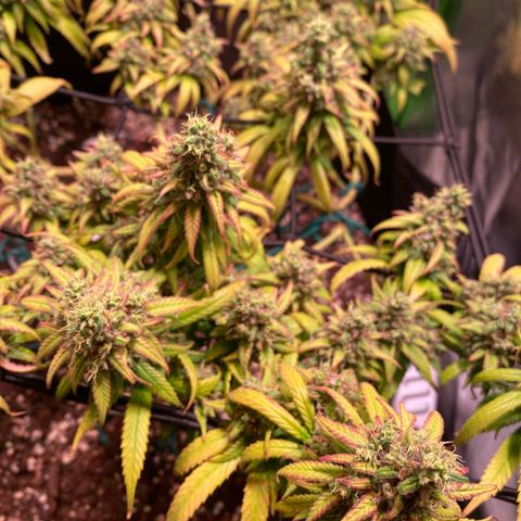Shining Silver Haze growlog timeline photo