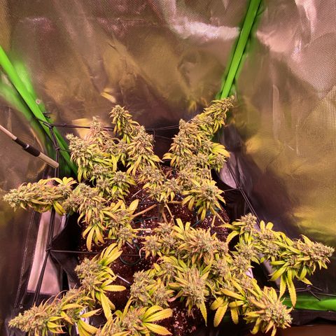 Shining Silver Haze growlog timeline photo