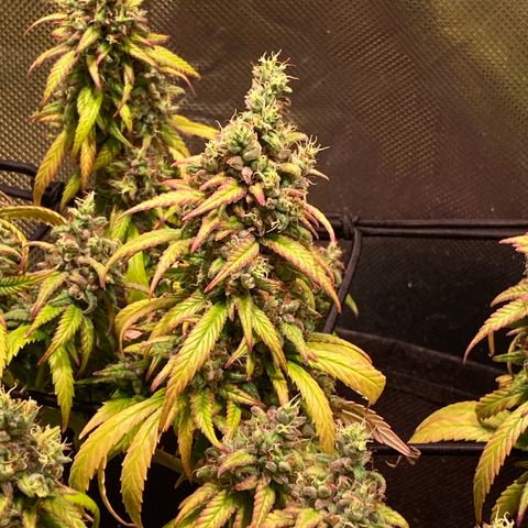Shining Silver Haze growlog timeline photo