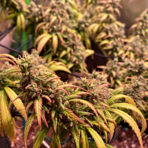 Shining Silver Haze growlog timeline photo