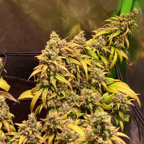 Shining Silver Haze growlog timeline photo