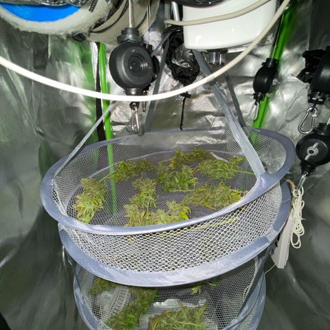 Shining Silver Haze growlog timeline photo