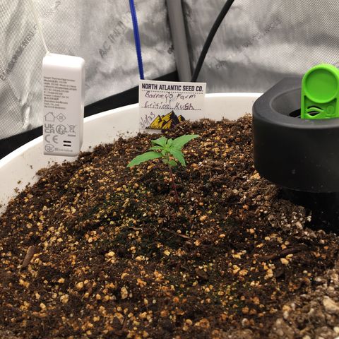 Barney’s white widow  growlog photo: Had some growth in the last 24h