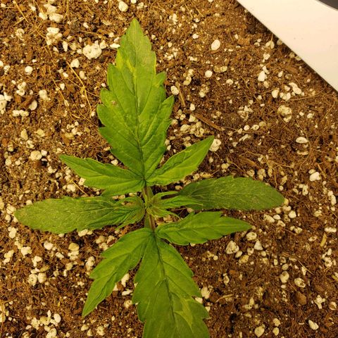 Northern Lights growlog timeline photo