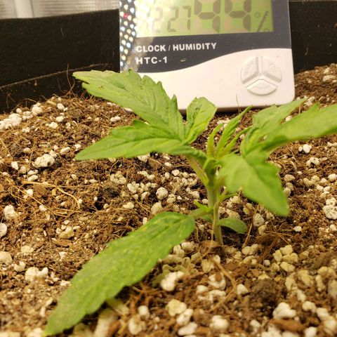Northern Lights growlog timeline photo