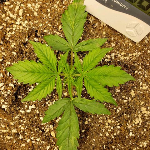 Northern Lights growlog timeline photo