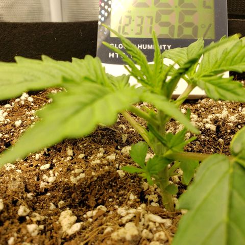 Northern Lights growlog timeline photo