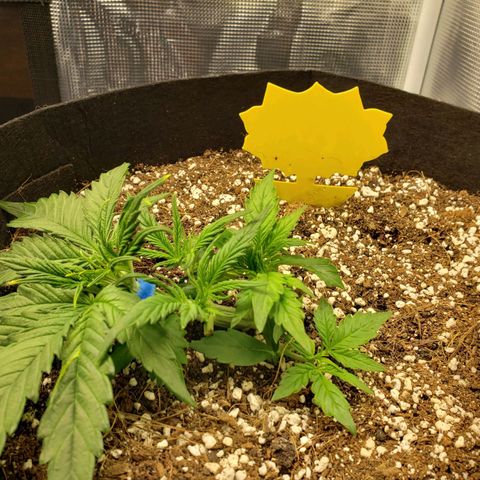 Northern Lights growlog timeline photo