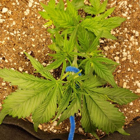Northern Lights growlog timeline photo
