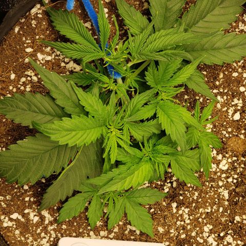 Northern Lights growlog timeline photo
