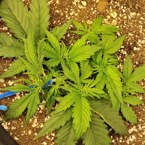 Northern Lights growlog timeline photo