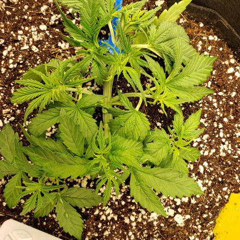 Northern Lights growlog timeline photo