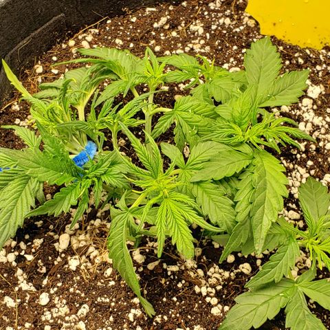 Northern Lights growlog timeline photo