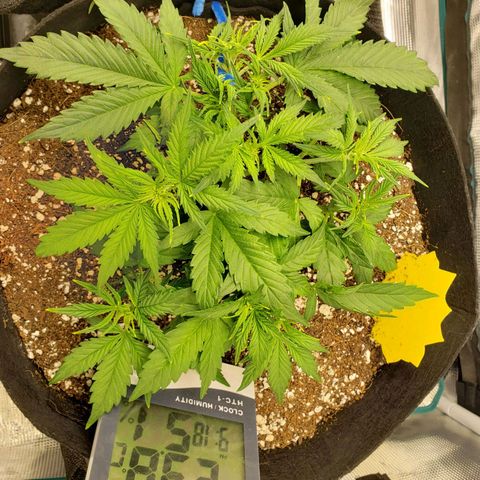 Northern Lights growlog timeline photo