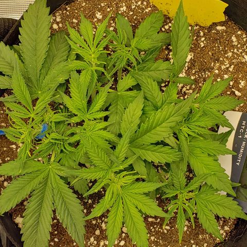 Northern Lights growlog timeline photo