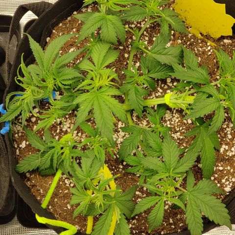 Northern Lights growlog photo: After Defoliation and LST
