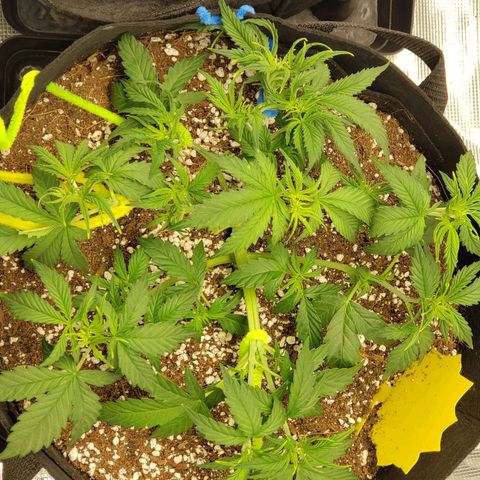 Northern Lights growlog photo: After Defoliation and LST
