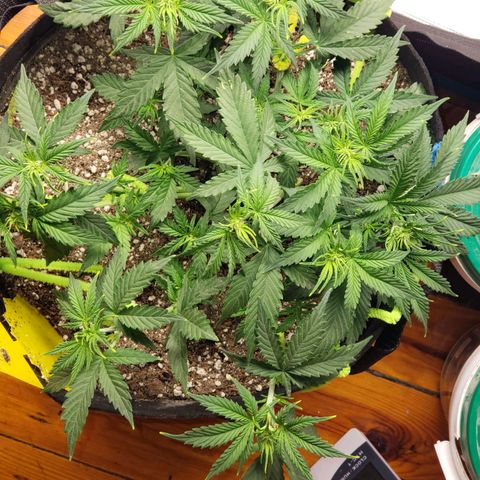 Northern Lights growlog timeline photo
