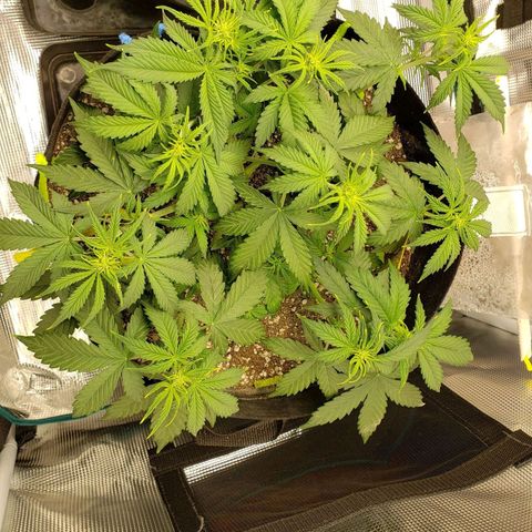 Northern Lights growlog photo: Before after defol