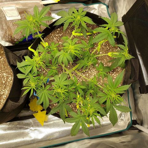 Northern Lights growlog photo: Before after defol