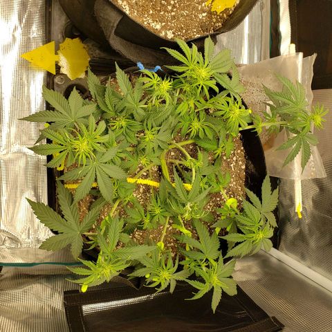 Northern Lights growlog photo: Minor lst