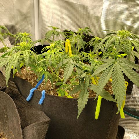 Northern Lights growlog photo: Minor lst