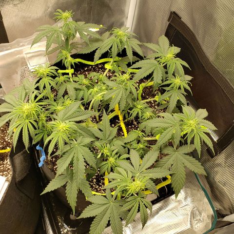 Northern Lights growlog timeline photo