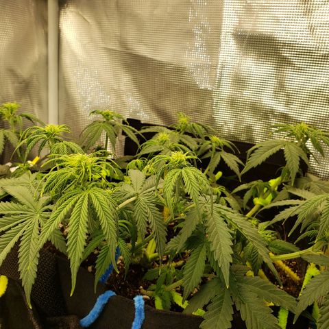 Northern Lights growlog timeline photo