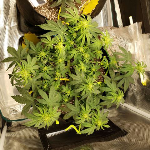 Northern Lights growlog timeline photo