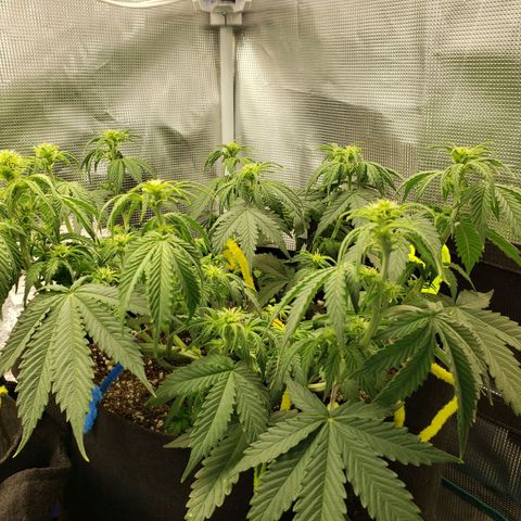 Northern Lights growlog timeline photo