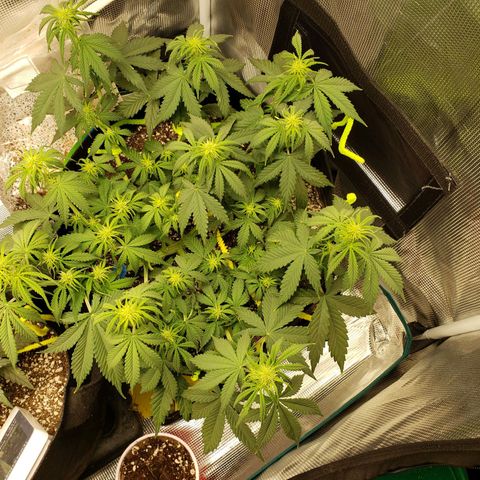 Northern Lights growlog timeline photo