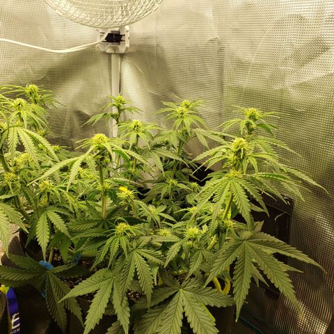 Northern Lights growlog timeline photo