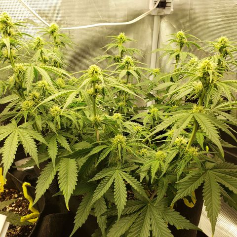 Northern Lights growlog timeline photo