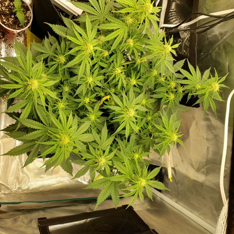 Northern Lights growlog timeline photo